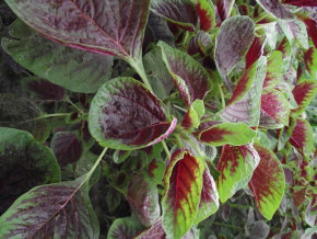 ���ʺ���