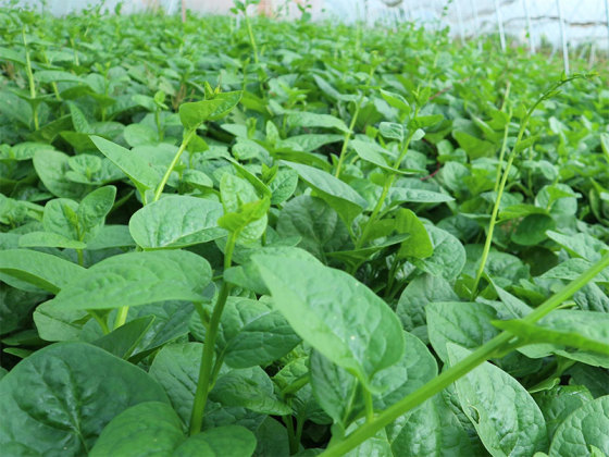 ���ʹ����߲���ֲ����